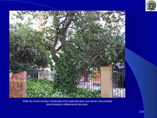 120
Vista da árvore exótica conhecida como pata-de-vaca que deverá ser podada
para limpeza e alteamento da copa.
 