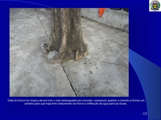 122
Vista do tronco do chapéu-de-sol com o colo estrangulado por concreto, necessário quebrar o cimento e formar um
canteiro para que haja livre crescimento do tronco e infiltração de água para as raízes.
 