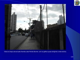 124
Vista do chapéu-de-sol pela Avenida João Penido Burnier, com os galhos quase atingindo a rede elétrica.
 