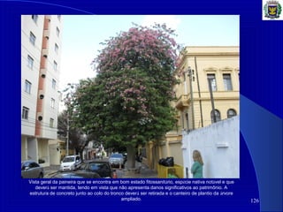 126
Vista geral da paineira que se encontra em bom estado fitossanitário, espécie nativa notável e que
deverá ser mantida, tendo em vista que não apresenta danos significativos ao patrimônio. A
estrutura de concreto junto ao colo do tronco deverá ser retirada e o canteiro de plantio da árvore
ampliado.
 