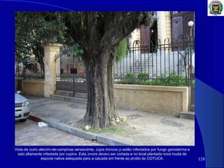 128
Vista de outro alecrim-de-campinas senescente, cujos troncos já estão infectados por fungo ganoderma e
está altamente infestada por cupins. Esta árvore deverá ser cortada e no local plantada nova muda de
espécie nativa adequada para a calçada em frente ao prédio do COTUCA.
 