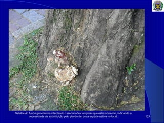 129
Detalhe do fundo ganoderma infectando o alecrim-de-campinas que está morrendo, indicando a
necessidade de substituição pelo plantio de outra espécie nativa no local.
 