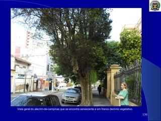 130
Vista geral do alecrim-de-campinas que se encontra senescente e em franco declínio vegetativo.
 