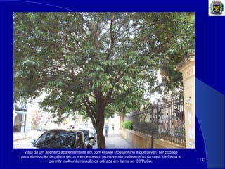 131
Vista de um alfeneiro aparentemente em bom estado fitossanitário e que deverá ser podado
para eliminação de galhos secos e em excesso, promovendo o alteamento da copa, de forma a
permitir melhor iluminação da calçada em frente ao COTUCA.
 