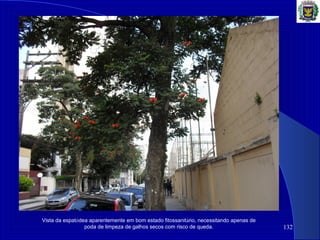 132
Vista da espatódea aparentemente em bom estado fitossanitário, necessitando apenas de
poda de limpeza de galhos secos com risco de queda.
 