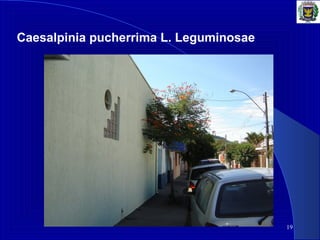 19
Caesalpinia pucherrima L. Leguminosae
 