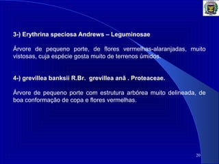 20
3-) Erythrina speciosa Andrews – Leguminosae
Árvore de pequeno porte, de flores vermelhas-alaranjadas, muito
vistosas, cuja espécie gosta muito de terrenos úmidos.
4-) grevillea banksii R.Br. grevillea anã . Proteaceae.
Árvore de pequeno porte com estrutura arbórea muito delineada, de
boa conformação de copa e flores vermelhas.
 