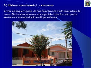 21
5-) Hibiscus rosa-sinensis L. – malvaceae
Árvore de pequeno porte, de boa floração e de muito diversidade de
cores. Atrai muitos pássaros, em especial o beija flor. Não produz
sementes e sua reprodução se dá por estaquia.
 
