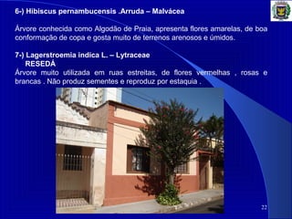 22
6-) Hibiscus pernambucensis .Arruda – Malvácea
Árvore conhecida como Algodão de Praia, apresenta flores amarelas, de boa
conformação de copa e gosta muito de terrenos arenosos e úmidos.
7-) Lagerstroemia indica L. – Lytraceae
RESEDÁ
Árvore muito utilizada em ruas estreitas, de flores vermelhas , rosas e
brancas . Não produz sementes e reproduz por estaquia .
 