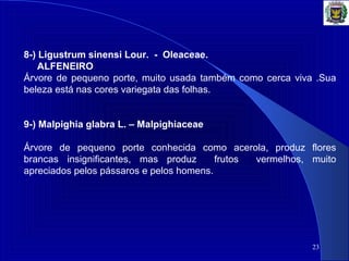 23
8-) Ligustrum sinensi Lour. - Oleaceae.
ALFENEIRO
Árvore de pequeno porte, muito usada também como cerca viva .Sua
beleza está nas cores variegata das folhas.
9-) Malpighia glabra L. – Malpighiaceae
Árvore de pequeno porte conhecida como acerola, produz flores
brancas insignificantes, mas produz frutos vermelhos, muito
apreciados pelos pássaros e pelos homens.
 