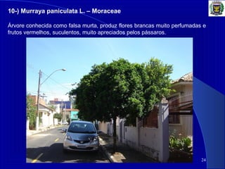 24
10-) Murraya paniculata L. – Moraceae
Árvore conhecida como falsa murta, produz flores brancas muito perfumadas e
frutos vermelhos, suculentos, muito apreciados pelos pássaros.
 