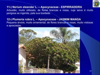 25
11-) Nerium oleander L. – Apocynaceae - ESPIRRADEIRA
Arbustão, muito utilizado, de flores brancas e rosas, cuja seiva é muito
perigosa se ingerida, pela sua toxidade.
12-) Plumeria rubra L. – Apocynaceae - JASMIM MANGA
Pequena árvore, muito ornamental, de flores brancas e rosas, muito vistosas
e apreciadas.
 