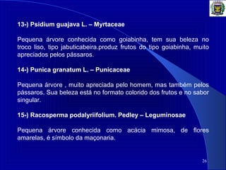 26
13-) Psidium guajava L. – Myrtaceae
Pequena árvore conhecida como goiabinha, tem sua beleza no
troco liso, tipo jabuticabeira.produz frutos do tipo goiabinha, muito
apreciados pelos pássaros.
14-) Punica granatum L. – Punicaceae
Pequena árvore , muito apreciada pelo homem, mas também pelos
pássaros. Sua beleza está no formato colorido dos frutos e no sabor
singular.
15-) Racosperma podalyriifolium. Pedley – Leguminosae
Pequena árvore conhecida como acácia mimosa, de flores
amarelas, é símbolo da maçonaria.
 