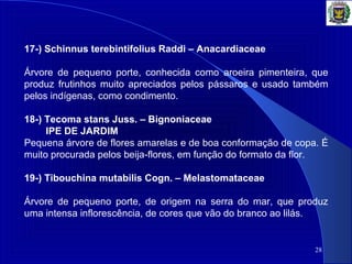 28
17-) Schinnus terebintifolius Raddi – Anacardiaceae
Árvore de pequeno porte, conhecida como aroeira pimenteira, que
produz frutinhos muito apreciados pelos pássaros e usado também
pelos indígenas, como condimento.
18-) Tecoma stans Juss. – Bignoniaceae
IPE DE JARDIM
Pequena árvore de flores amarelas e de boa conformação de copa. É
muito procurada pelos beija-flores, em função do formato da flor.
19-) Tibouchina mutabilis Cogn. – Melastomataceae
Árvore de pequeno porte, de origem na serra do mar, que produz
uma intensa inflorescência, de cores que vão do branco ao lilás.
 