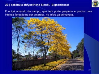 29
20-) Tabebuia chrysotricha Standl. Bignoniaceae
É o ipê amarelo do campo, que tem porte pequeno e produz uma
intensa floração na cor amarela , no inicio da primavera.
 