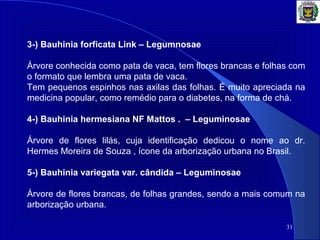 31
3-) Bauhinia forficata Link – Legumnosae
Árvore conhecida como pata de vaca, tem flores brancas e folhas com
o formato que lembra uma pata de vaca.
Tem pequenos espinhos nas axilas das folhas. É muito apreciada na
medicina popular, como remédio para o diabetes, na forma de chá.
4-) Bauhinia hermesiana NF Mattos . – Leguminosae
Árvore de flores lilás, cuja identificação dedicou o nome ao dr.
Hermes Moreira de Souza , ícone da arborização urbana no Brasil.
5-) Bauhinia variegata var. cândida – Leguminosae
Árvore de flores brancas, de folhas grandes, sendo a mais comum na
arborização urbana.
 
