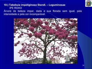 34
10-) Tabebuia impetiginosa Standl. – Leguminosae
IPE ROXO
Árvore de beleza impar, dada a sua florada sem igual, pela
intensidade e pela cor incomparável.
 