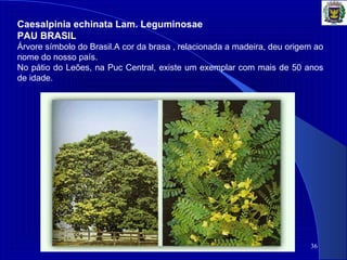 36
Caesalpinia echinata Lam. Leguminosae
PAU BRASIL
Árvore símbolo do Brasil.A cor da brasa , relacionada a madeira, deu origem ao 
nome do nosso país.
No pátio do Leões, na Puc Central, existe um exemplar com mais de 50 anos 
de idade.
 