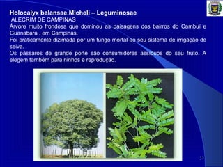 37
Holocalyx balansae.Micheli – Leguminosae 
 ALECRIM DE CAMPINAS 
Árvore  muito  frondosa  que  dominou  as  paisagens  dos  bairros  do  Cambuí  e 
Guanabara , em Campinas.
Foi praticamente dizimada por um fungo mortal ao seu sistema de irrigação de 
seiva.
Os  pássaros  de  grande  porte  são  consumidores  assíduos  do  seu  fruto.  A 
elegem também para ninhos e reprodução. 
 
