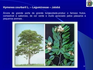 39
Hymenea courbaril L. – Leguminosae – Jatobá 
 
Árvore  de  grande  porte  de  grande  longevidade.produz  o  famoso  frutos, 
comestível  e  saboroso,  de  cor  verde  e  muito  apreciado  pelos  pássaros  e 
pequenos animais .
 