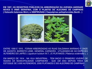 4
EM 1907, HÁ REGISTROS PÚBLICOS DA ARBORIZAÇÃO DA AVENIDA ANDRADE
NEVES E IRMÃ SERAFINA, COM O PLANTIO DE ALECRINS DE CAMPINAS
( Holocalix balansae Mich.) e SIBIPIRUNAS ( Caesalpinea peltophoroides Benth . )
ENTRE 1908 E 1910 , FORAM ARBORIZADAS AS RUAS SALDANHA MARINHO E ONZE
DE AGOSTO, BARRETO LEME, GENERAL CARNEIRO, UTILIZANDO-SE AS ESPÉCIES
ALFENEIRO DO JAPÃO ( Ligustrum lucidum W.T. ) E PLÁTANOS ( Platanus ocidentalis L. )
EM MARÇO DE 1914 , NA VILA INDUSTRIAL , TEM INICIO O PRIMEIRO VIVEIRO DE
MUDAS DA MUNICIPALIDADE CAMPINEIRA , QUE UM ANO DEPOIS TINHA UM
ESTOQUE DE 3.000 ALFENEIROS, 2000 PLÁTANOS E 500 ALECRINS DE CAMPINAS .
 