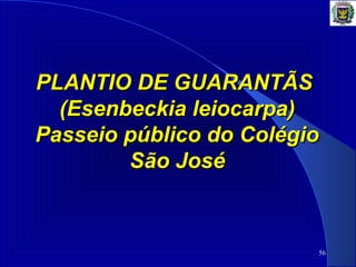 56
PLANTIO DE GUARANTÃSPLANTIO DE GUARANTÃS
(Esenbeckia leiocarpa)(Esenbeckia leiocarpa)
Passeio público do ColégioPasseio público do Colégio
São JoséSão José
 