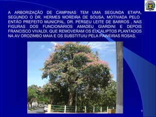 6
A ARBORIZAÇÃO DE CAMPINAS TEM UMA SEGUNDA ETAPA,
SEGUNDO O DR. HERMES MOREIRA DE SOUSA, MOTIVADA PELO
ENTÃO PREFEITO MUNICPAL, DR. PERSEU LEITE DE BARROS , NAS
FIGURAS DOS FUNCIONÁRIOS AMADEU GIARDINI E DEPOIS
FRANCISCO VIVALDI, QUE REMOVERAM OS EUCALIPTOS PLANTADOS
NA AV OROZIMBO MAIA E OS SUBSTITUIU PELA PAINEIRAS ROSAS.
 