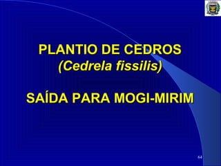 64
PLANTIO DE CEDROS PLANTIO DE CEDROS 
(Cedrela fissilis)(Cedrela fissilis)
SAÍDA PARA MOGI-MIRIMSAÍDA PARA MOGI-MIRIM
 