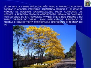 7
JÁ EM 1940, A CIDADE PRODUZIA IPÊS ROXO E AMARELO, ALECRINS,
CASSIAS E ACÁCIAS, PAINEIRAS, JACARANDÁ MIMOSO E UM GRANDE
NÚMERO DE ROSEIRAS ENXERTADAS.TEM INICIO, CONFORME DR.
HERMES, A TERCEIRA ETAPA DA ARBORIZAÇÃO URBANA EM CAMPINAS,
POR ESFORÇO DO SR. FRANCISCO VIVALDI, CHEFE DOS JARDINS E DO
ENTÃO DIRETOR DO OBRAS , ENGº JOSÉ CARLOS PENTEADO DE
FREITAS E COM ESTREITA PARTICIPAÇÃO OPERCIONAL E TÉCNICA DO
IAC.
IPÊ AMARELO
 