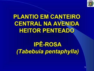 70
PLANTIO EM CANTEIROPLANTIO EM CANTEIRO
CENTRAL NA AVENIDACENTRAL NA AVENIDA
HEITOR PENTEADOHEITOR PENTEADO
IPÊ-ROSAIPÊ-ROSA
(Tabebuia pentaphylla)(Tabebuia pentaphylla)
 