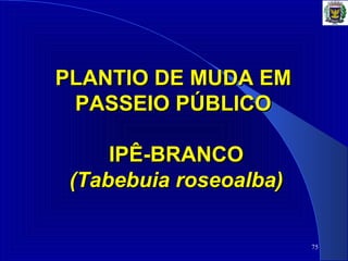 75
PLANTIO DE MUDA EMPLANTIO DE MUDA EM
PASSEIO PÚBLICOPASSEIO PÚBLICO
IPÊ-BRANCOIPÊ-BRANCO
(Tabebuia roseoalba)(Tabebuia roseoalba)
 