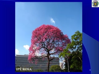 88IPÊ ROSA
 