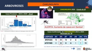 40
ARBOVIROSES
Casos Prováveis - 2014 a 2020 - Brasil
CLASSIFICAÇÃO 2015 2016 2017 2018 2019 2020 TOTAL
IMPORTADOS 113 373 119 31 42 11 689
AUTÓCTONES 0 50 33 34 1 1 119
Fonte: SINAN NET até 10/05/2016; SINAN ON LINE a partir de 10/05/2016. Dados Provisórios até 23/11/2020
Casos Confirmados de CHIKUNGUNYA 2015 a 2020 -
Município de SP
CHIKUNGUNYA 2020 - Estado de SP
ALERTA: Aumento de casos em Santos!
CHIKUNGUNYA
 