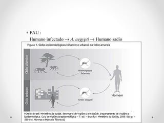 ∗ FAU :
  Humano infectado → A. aegypti → Humano sadio
 