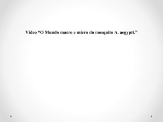 Vídeo “O Mundo macro e micro do mosquito A. aegypti.”
 
