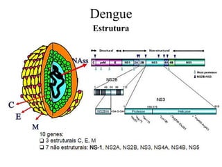 Dengue
Estrutura
 