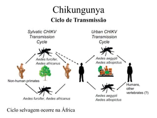 Chikungunya
Ciclo de Transmissão
Ciclo selvagem ocorre na África
 