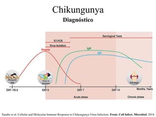 Diagnóstico
Chikungunya
Tanabe et al. Cellular and Molecular Immune Response to Chikungunya Virus Infection. Front. Cell Infect. Microbiol. 2018.
 