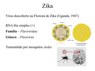 Zika
Vírus descoberto na Floresta de Zika (Uganda, 1947)
RNA fita simples (+)
Família – Flaviviridae
Gênero – Flavivirus
Transmitido por mosquitos Aedes
 