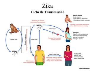 Zika
Ciclo de Transmissão
 