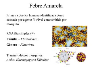 Febre Amarela
Primeira doença humana identificada como
causada por agente filtrável e transmitida por
mosquito
RNA fita simples (+)
Família – Flaviviridae
Gênero – Flavivirus
Transmitido por mosquitos
Aedes, Haemogogus e Sabethes
 