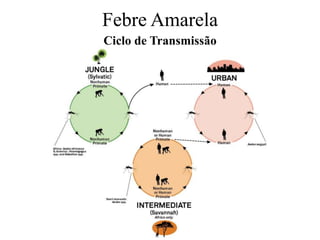 Febre Amarela
Ciclo de Transmissão
 