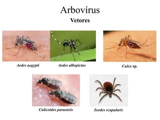 Arbovírus
Vetores
Aedes aegypti Aedes albopictus Culex sp.
Ixodes scapularis
Culicoides paraensis
 