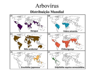 Arbovírus
Distribuição Mundial
Dengue Febre amarela
Nilo ocidental Chikungunya
Encefalite japonesa Encefalite equina venezuelana
 