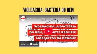 WOLBACHIA: BACTÉRIA DO BEM
 