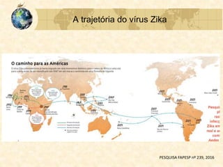A trajetória do vírus Zika
PESQUISA FAPESP nº 239, 2016
 