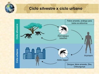 Ciclo silvestre x ciclo urbano
Febre amarela, análogo para
todos os arbovírus
Dengue, febre amarela, Zika,
Chikungunya
 
