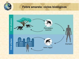 Febre amarela: ciclos biológicos
 