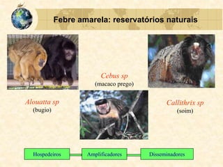 Hospedeiros Amplificadores Disseminadores
Alouatta sp
(bugio)
Foto: Rodrigo del Valle
Callithrix sp
(soim)
Cebus sp
(macaco prego)
Febre amarela: reservatórios naturais
 