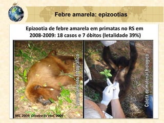 MS, 2009; Oliveira SV etal, 2009
Epizootia de febre amarela em primatas no RS em
2008-2009: 18 casos e 7 óbitos (letalidade 39%)
Febre amarela: epizootias
 